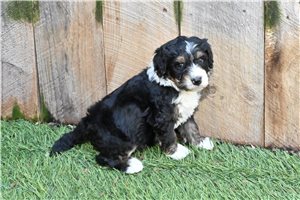 Thor - Bernedoodle for sale