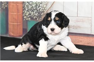 Bebe - puppy for sale