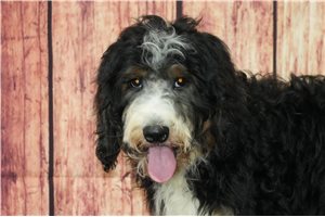 Elii - Bernedoodle for sale