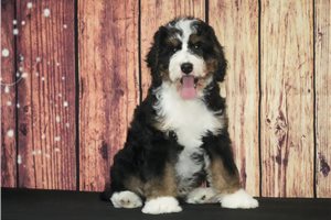 Koda - Bernedoodle for sale