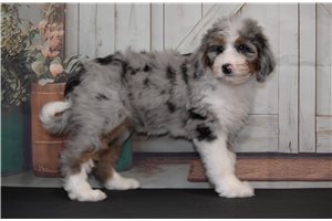 Yessica - Bernedoodle for sale