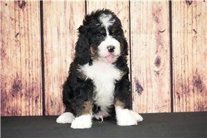 Dexter - Bernedoodle for sale
