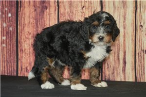 Briea - puppy for sale