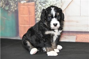 Bubbles - puppy for sale