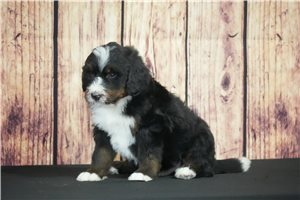 Wilhelm - puppy for sale