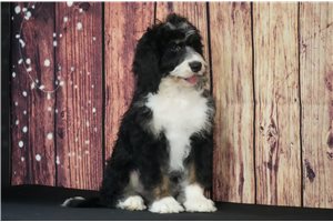 Violet - Bernedoodle for sale