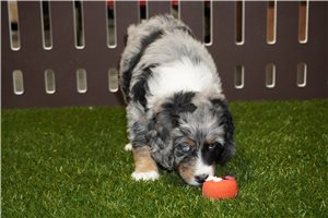 Adeline - puppy for sale