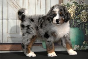Charles - Bernedoodle for sale