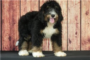 Wonton - Bernedoodle for sale