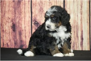 Elii - puppy for sale