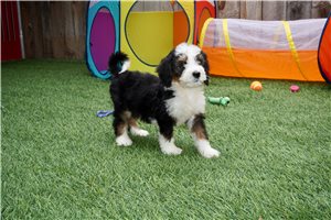 Stefan - puppy for sale