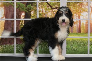 Mabel - Bernedoodle for sale