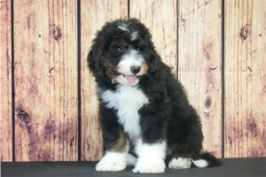 Captain - Bernedoodle for sale
