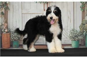 Lucia - Bernedoodle, placed in South Bend / Michiana