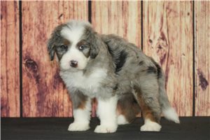 Cypress - Bernedoodle for sale