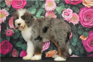Wyatt - Bernedoodle for sale