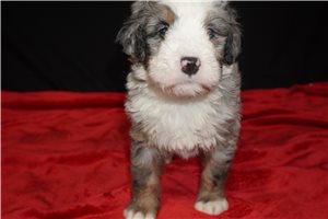 Abu - puppy for sale