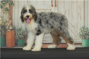 Ilene - puppy for sale