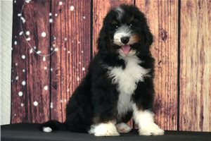 Captain - Bernedoodle for sale