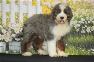 Wyatt - Bernedoodle for sale
