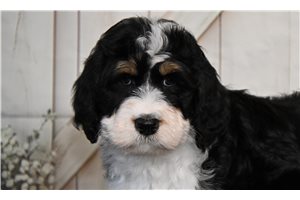 Bebe - Bernedoodle for sale