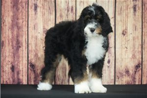 Lanie - Bernedoodle for sale