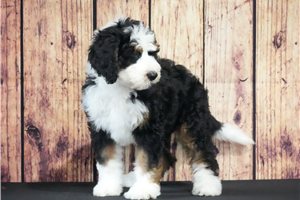 Janie - Bernedoodle for sale
