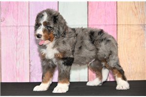 Tucker - Bernedoodle for sale