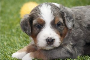 Flower - Bernedoodle for sale