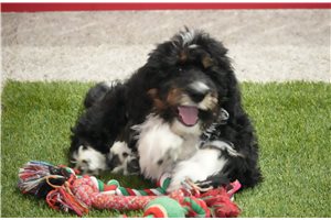 Raine - Bernedoodle for sale