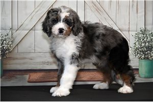 Bismark - Bernedoodle for sale