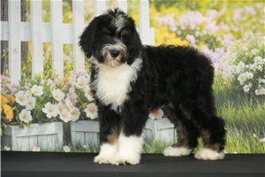 Louie - Bernedoodle for sale