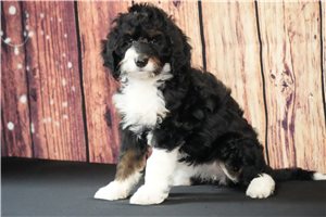 Sadie - Bernedoodle for sale