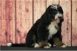 Cuddles - Bernedoodle for sale