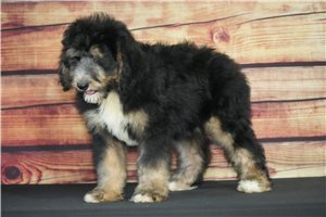 Gilbert - Bernedoodle for sale
