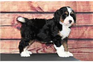Mabel - Bernedoodle for sale