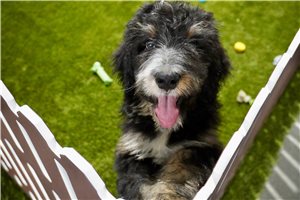 Stroganoff - puppy for sale