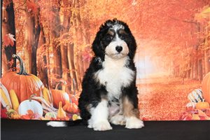 Mabel - Bernedoodle for sale
