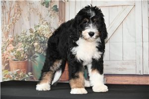 Mocha - Bernedoodle for sale