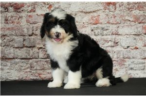Maryanne - Bernedoodle for sale