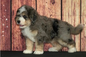 Sidd - Bernedoodle for sale