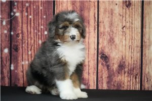 Bruin - Bernedoodle for sale