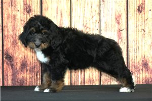 Monty - Bernedoodle for sale