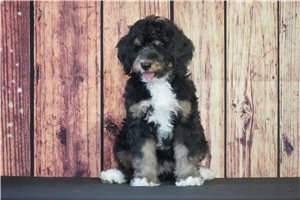 Sidney - Bernedoodle for sale