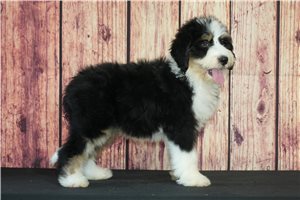 Lucia - Bernedoodle for sale
