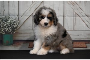 Cordelle - Bernedoodle for sale