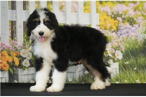 Lucia - Bernedoodle for sale