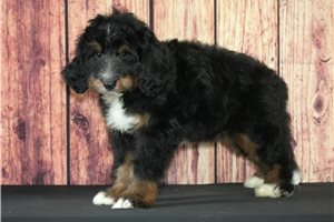 Monty - Bernedoodle for sale