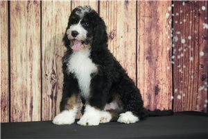 Dexter - Bernedoodle for sale