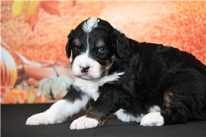 Huey - Bernedoodle for sale